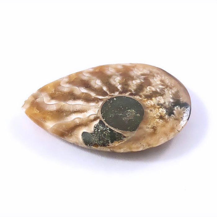 Ammonite fossil pear cut cabochon 14.55 carats gemstone - buy loose or customise