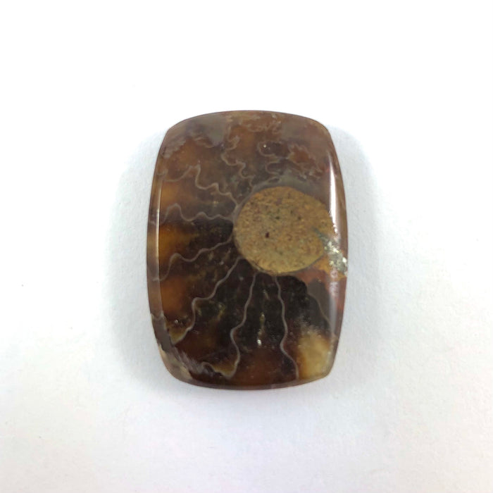 Ammonite fossil rounded rectangle cut cabochon - Buy loose or customise