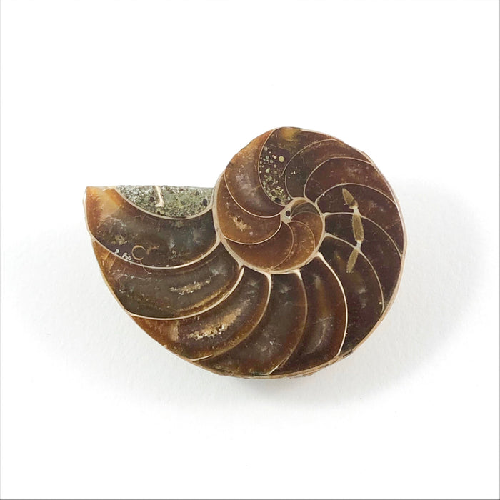 Fossil Ammonite Cretaceous 90 million year old - Buy loose or customise