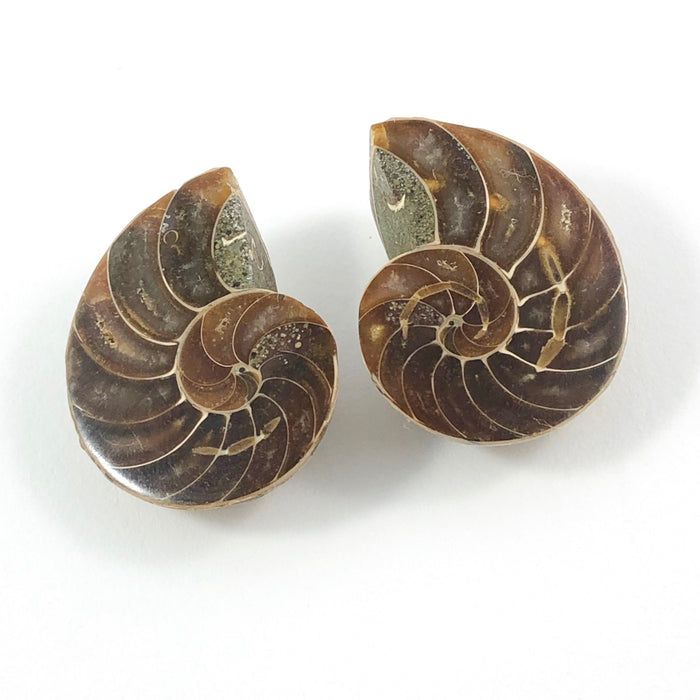Fossil Ammonite Cretaceous 90 million year old - Buy loose or customise