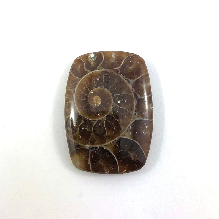 Ammonite fossil rounded rectangle cut cabochon - Buy loose or customise